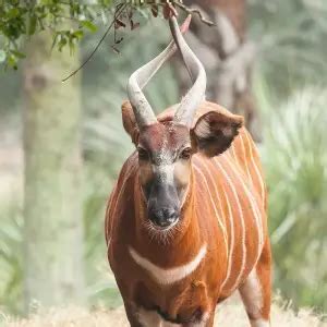 Bongo Antelope - Facts, Diet, Habitat & Pictures on Animalia.bio