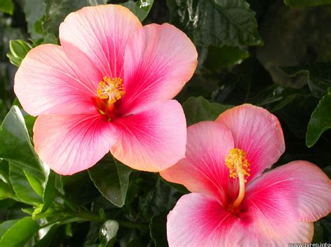 Hibiscus Flower Wallpaper Wallpapersafari