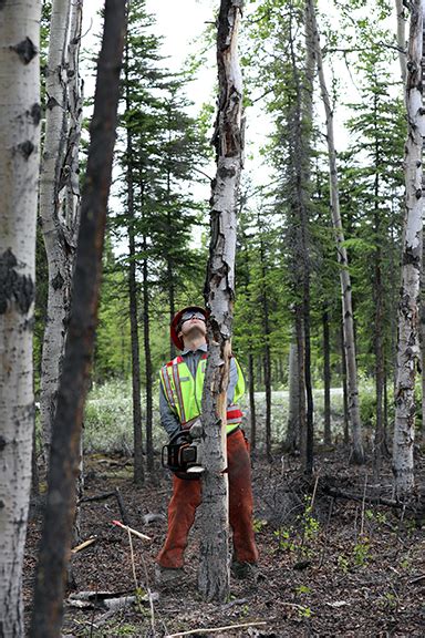 Seasonal Wildland Fire And Fuels Project Work Begins In Alaska For 2019 U S National Park Service