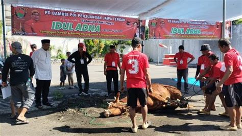 Bambang Pacul Bersama Pdip Jateng Menyembelih Hewan Kurban Peringati