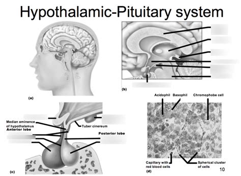 Hypothalamic Pituitary System Diagram Quizlet