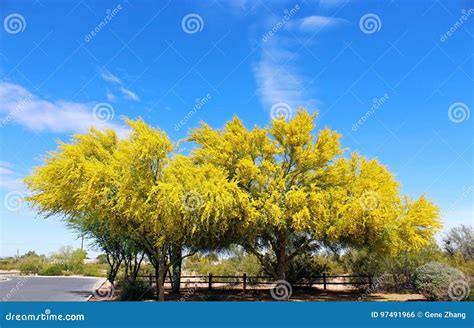 Palo Verde El árbol Del Estado De Arizona Foto De Archivo Imagen De