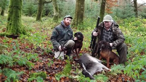 Hunting 2014 - Ballysloe Bavarian Mountain Hounds