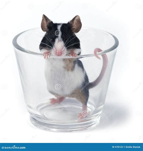 Glass Of... Mouse Stock Photography - Image: 478122