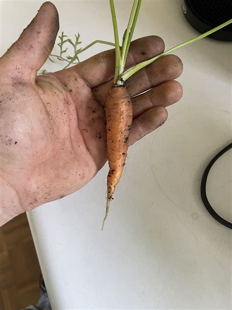 First Ever Homegrown Carrot R Vegetablegardening