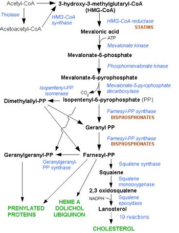 Pathways: HMG-CoA-reductase pathway