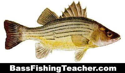 Yellow Bass Fishing - Bass Fishing Teacher