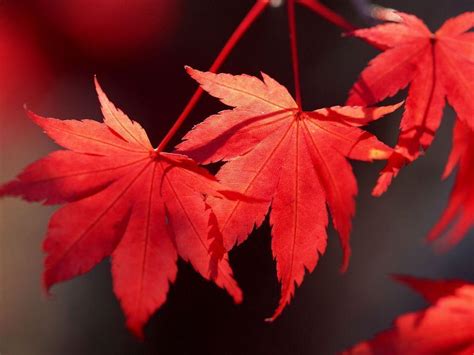 Red Leaves Wallpapers - Wallpaper Cave