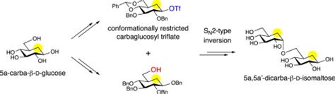 Synthesis Of 5a 5a Dicarba D Glucobioses From Conformationally