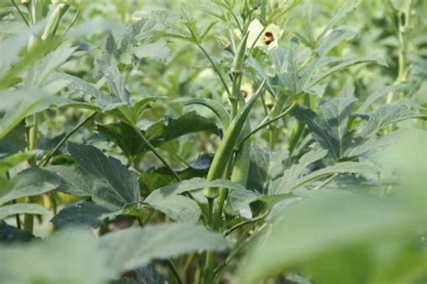 Okra Plant Growing Stages Flowering Fruiting In Pots Containers At Home