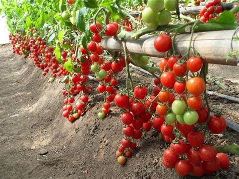 Como Plantar Tomate Cereja