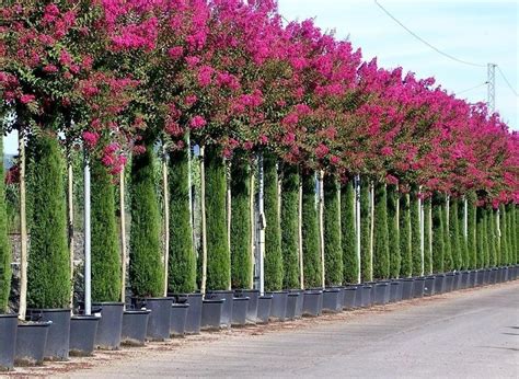 Lagerstroemia Magnifica Rosea Sadzonka Lagerstroemia Indica Krzew