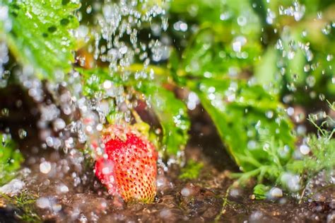 Regar plantas de morango em uma plantação no calor do verão gotas de