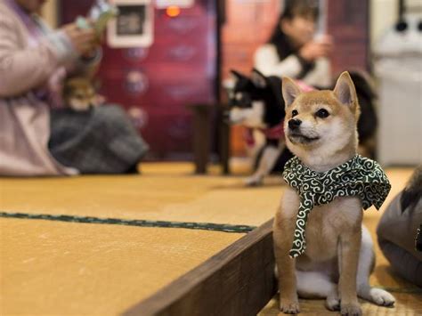 Best animal and pet cafés in Tokyo – Pet Travel Questions