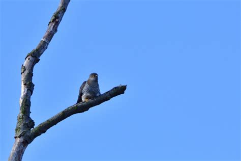 Kuckuck Auf Einem Baum Im Fr Hling Lizenzfreies Bild