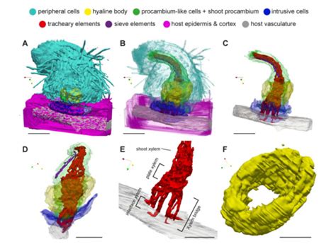 Three-dimensional reconstructions of haustoria in two parasitic plant ...