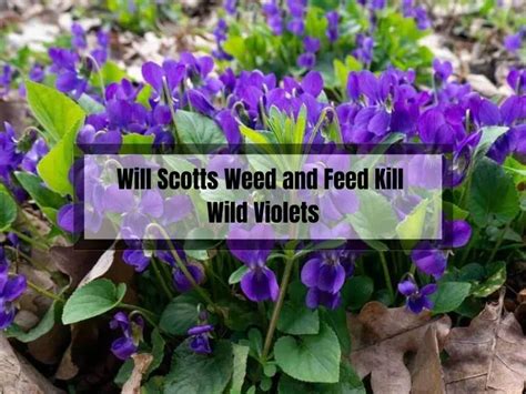 Will Scotts Weed And Feed Eliminate Wild Violets Here S What You Need