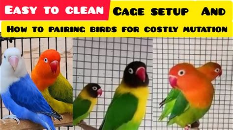 African Love Birds New Cage Setup And Pairing For New Mutation Birds