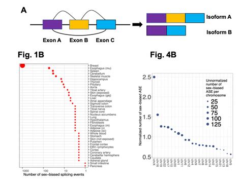 The Impact Of Biological Sex On Alternative Splicing Prelights