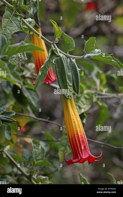 Red Angels Trumpet Brugmansia Sanguinea Flowers Costa Rica Stock