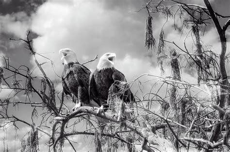 Cry of the Bald Eagle Photograph by Mark Andrew Thomas - Fine Art America