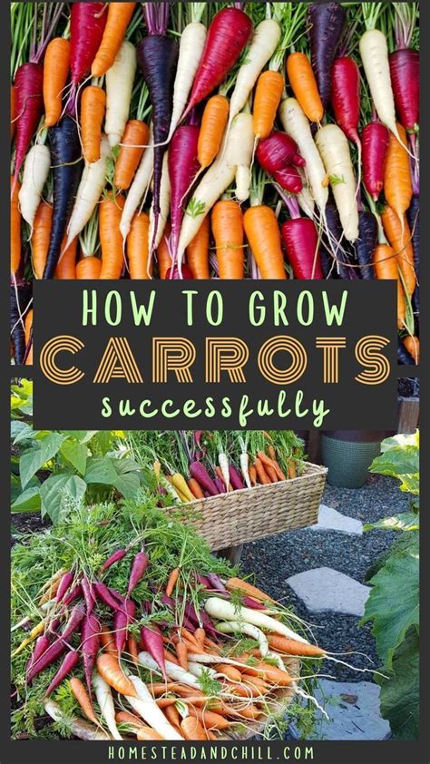 How To Grow Carrots Successfully From Seed To Table Homestead And