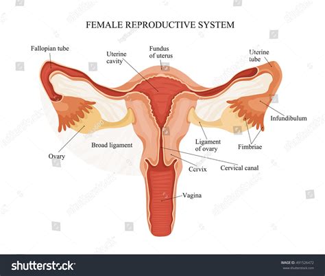 5,799 Anatomy female reproductive system Stock Vectors, Images & Vector ...