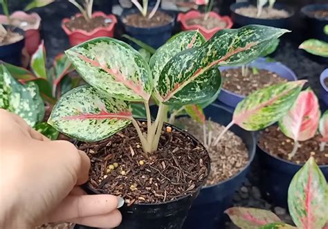 Cara Menanam Aglaonema Dari Batang Bagi Pemula Lengkap