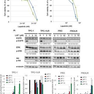 Effect Of Egfr Inhibitors Lapatinib On Growth And Protein Expression