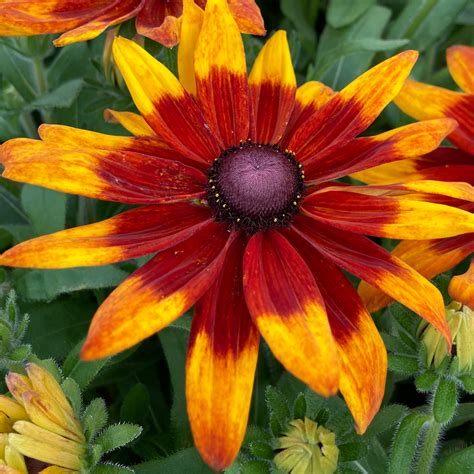 Rudbeckia Sunbeckia Mia Deciduous Perennial Plant Free Uk Delivery