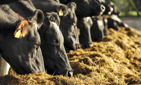 Silage And Hay The Foundation Of A Successful Dairy Farm