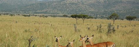 Ruma National Park Kenya Wild Safari Guide