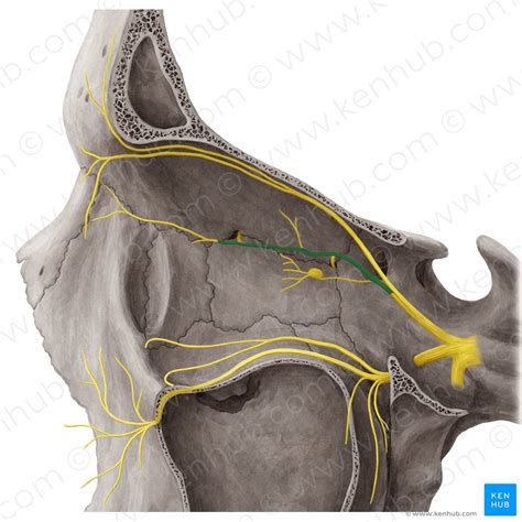 Nervus Trigeminus Anatomie Äste Und Klinik Kenhub