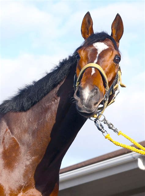 【阪神大賞典】テーオーロイヤル圧勝 得意の長丁場で重賞3勝目 Umatoku 馬トク