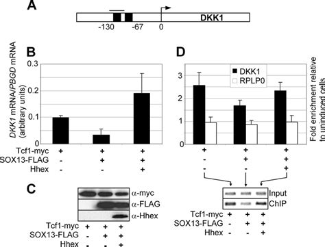 Regulation Of DKK1 A Target Of The Catenin TCF Pathway By Hhex A