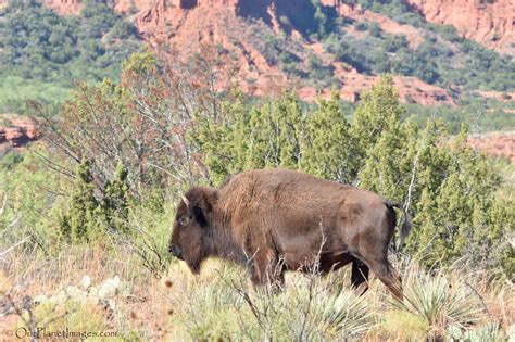 American Bison - Our Planet Images