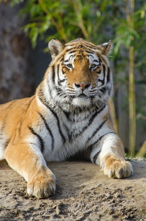 fotos gratis animal fauna silvestre zoo gato felino depredador