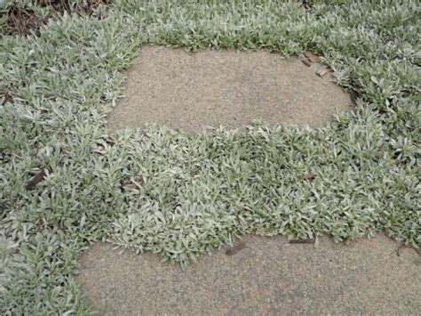 Living Mulch In Your Garden Okanagan Xeriscape Association