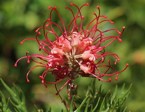 Grevillea Spider Flower Australian Free Photo On Pixabay Pixabay