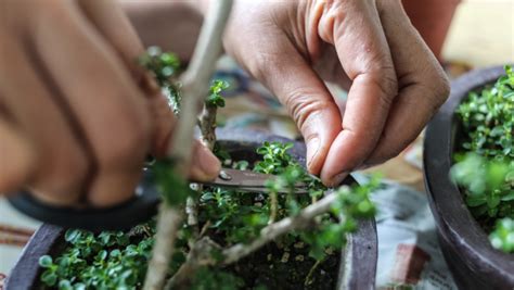 How To Grow A Bonsai From A Cutting Best Bonsai Tools