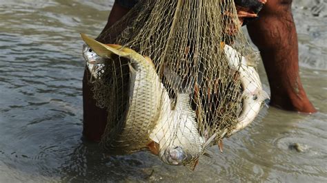 Best Net Fishing Big Fish Hunting By Cast Net Net Fishing In The