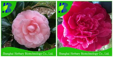 Семена Камелии Фото — Фото Картинки