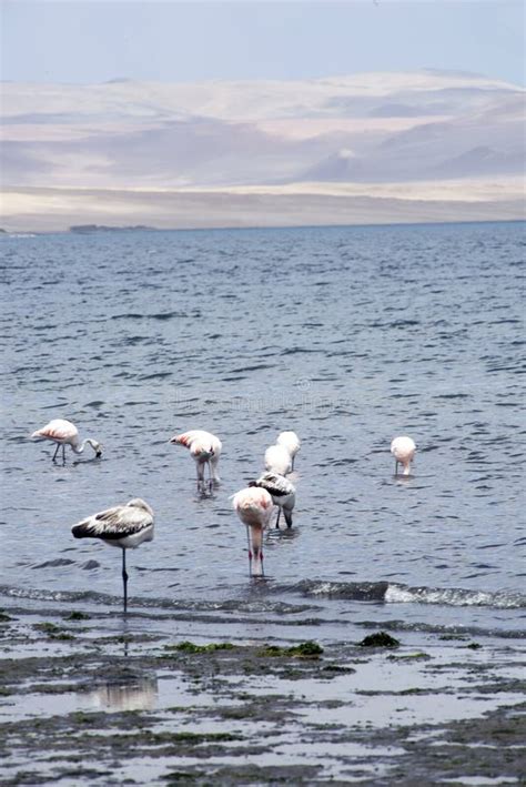 Paracas Bay in Peru, Picturesque Flamingos Eating on Its Pacific Ocean Beaches Stock Photo ...