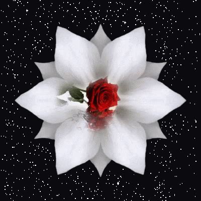 White Flower White Flower Discover Share GIFs