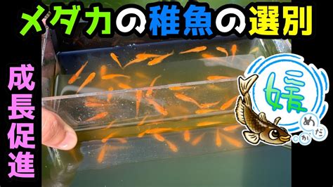 メダカの稚魚の選別～稚魚から若魚へ早く大きくする方法～【針子繁殖育て方媛めだかとび仔】 Youtube