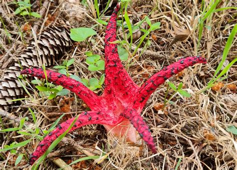 clathrus archeri funghi magazine