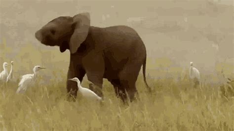 Elephant GIFs | Tenor