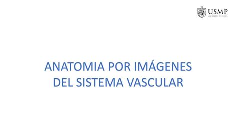 Anatomía Por Imágenes Del Sistema Vascular Tiroxina Med uDocz