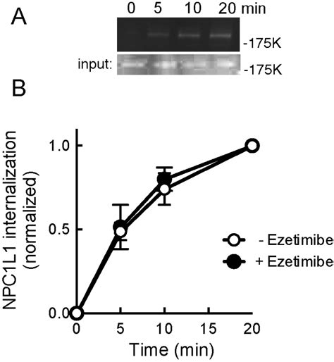 Effect Of Ezetimibe Addition On Npc1l1 Endocytosis Cells Were Download Scientific Diagram