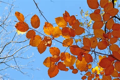 Images Gratuites Arbre La Nature Branche Plante Lumi Re Du Soleil